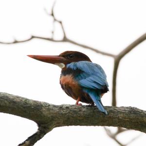 White-throated Kingfisher