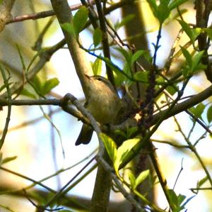 Common Chiffchaff