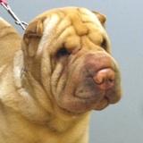 Chinese Shar-Pei