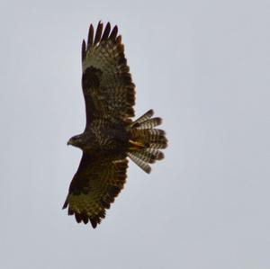 Common Buzzard