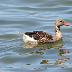 Greylag Goose