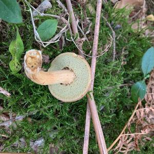 Bay Bolete