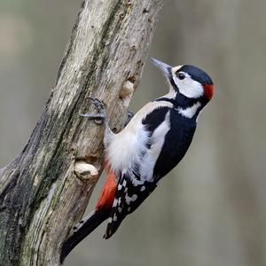 Great Spotted Woodpecker