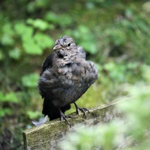 Eurasian Blackbird