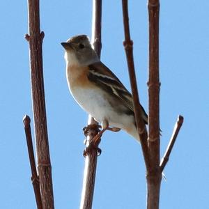 Brambling