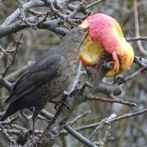 Eurasian Blackbird