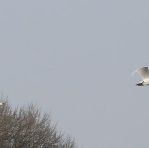 Mute Swan