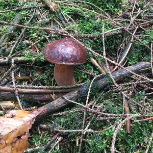 Bay Bolete