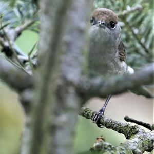 Blackcap