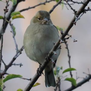 Eurasian Chaffinch