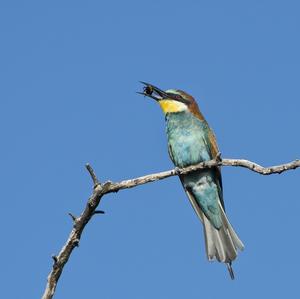 European Bee-eater