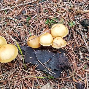 Deadly Galerina