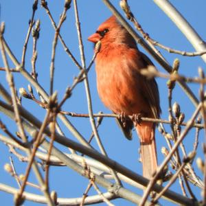 Northern Cardinal