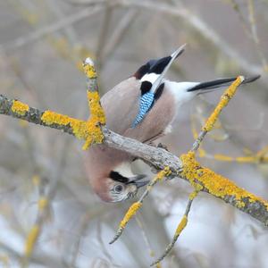 Eurasian Jay