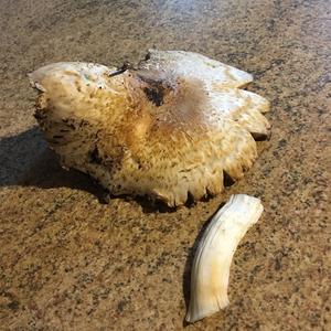 Meadow Agaric