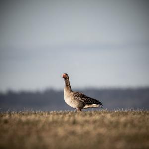 Greylag Goose