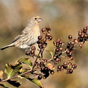 House Finch