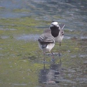 White Wagtail