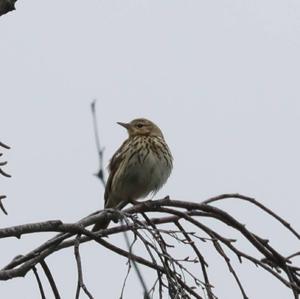 Tree Pipit