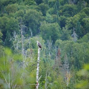 Osprey