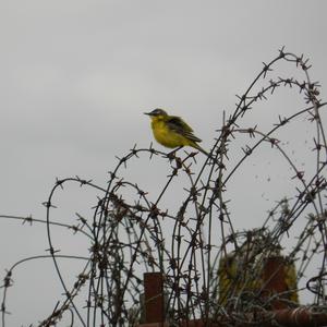 Yellow Wagtail