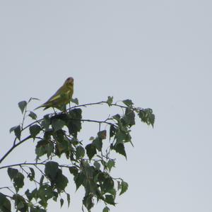 European Greenfinch