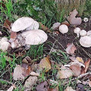 Yellow-foot Agaric