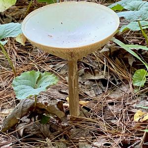 Funnel Clitocybe