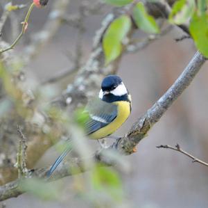 Great Tit