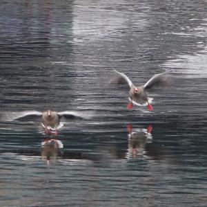 Greylag Goose