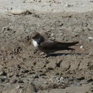 Eurasian Crag-martin