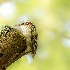 Short-toed Treecreeper