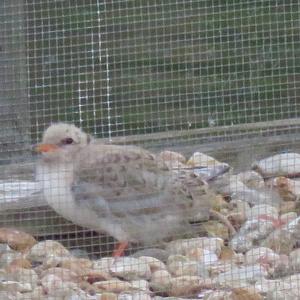 Common Tern