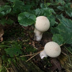 Gem-studded Puffball