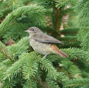 Common Redstart