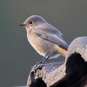 Common Redstart