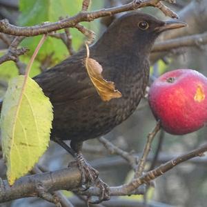 Eurasian Blackbird