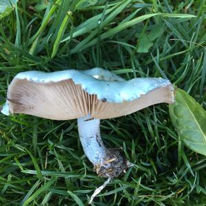 Blue-green Stropharia