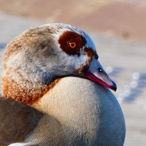 Egyptian Goose