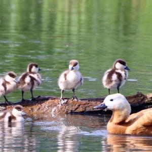 Ruddy Shelduck