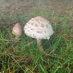 Unknown Species