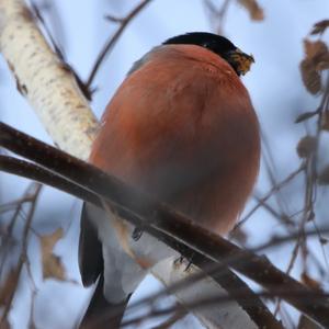 Eurasian Bullfinch