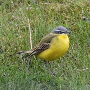 Yellow Wagtail