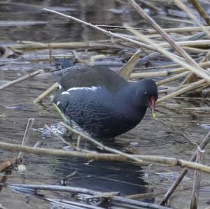 Common Moorhen