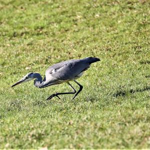 Grey Heron