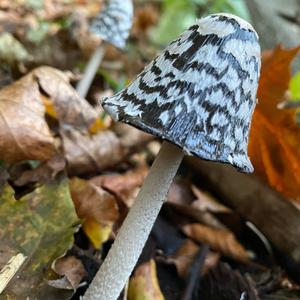 Magpie Ink-cap