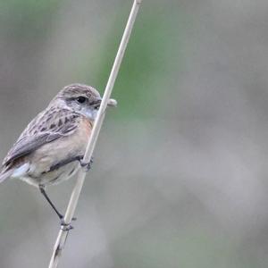 European stonechat