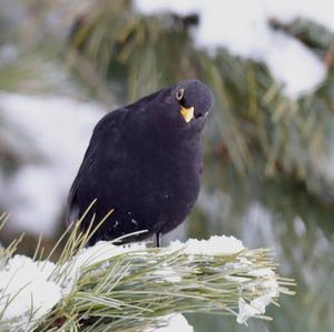 Eurasian Blackbird