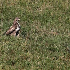 Common Buzzard