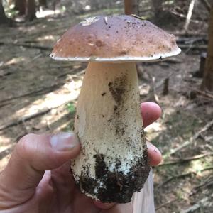 King Bolete